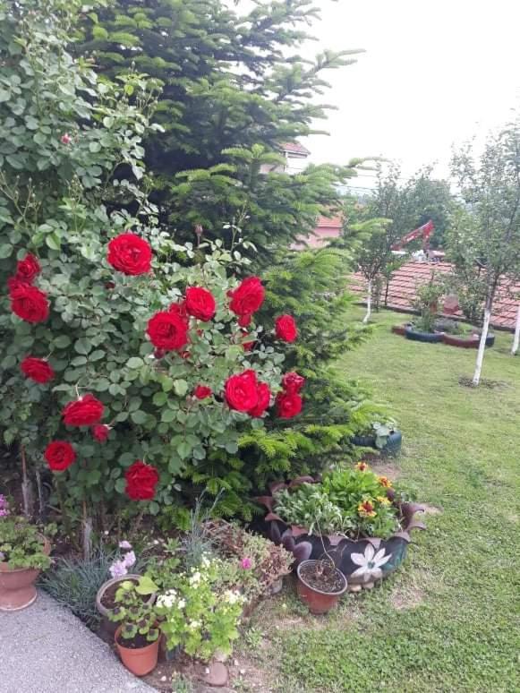 Apartman Drina Berilovac Exterior foto